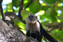 Nationalparks Costa Rica - Central Pacific