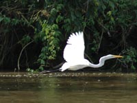 Caño Negro, Costa Rica