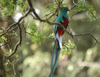 Costa Rica - Cerro de la Muerte