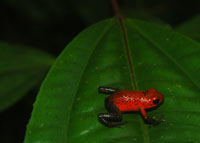 Regenwald am Rio San Carlos