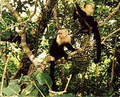 Costa Rica - Manuel Antonio Nationalpark - Kapuzineraffen