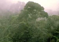 Costa Rica - Monteverde Nebelwaldreservat