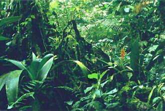 Costa Rica: Rara Avis Regenwald