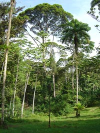 Regenwald am Rio San Carlos