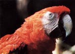 Corcovado Nationalpark: Roter Ara