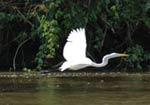 Caño Negro, Costa Rica - Basilisk
