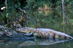 Costa Rica:  Laguna del Lagarto Lodge