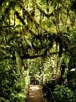 Monteverde - Reservat Santa Elena, Costa Rica