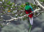 Quetzale, San Gerardo de Dota, Rundreise Costa Rica
