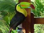 Costa Rica: Laguna del Lagarto Lodge