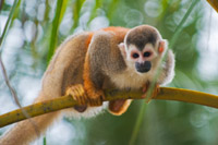 Rundreise Costa Rica - Manuel Antonio Totenkopfäffchen
