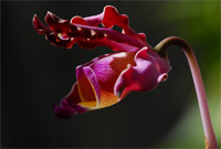 Costa Rica Rundreise Mein Paradies - Fauna & Flora - Orchids