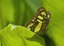 Costa Rica Mietwagenrundreise - Schmetterling