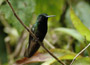 Kolibri, Monteverde Costa Rica