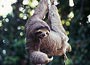Cahuita Nationalpark Costa Rica - Sonderangebot Mietwagenreise