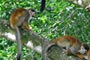 Manuel Antonio Nationalpark, Costa Rica - Rundreise