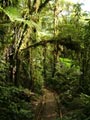 Monteverde - Mietwagenreise Costa Rica