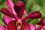 Orosi Tal Costa Rica - Sonderangebot Mietwagenreise
