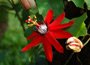 Passionsblume - Costa Rica Mietwagenreise