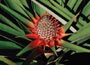 Sarapiqui - Ananas