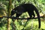 Sarapiqui, Nasenb&auml;r