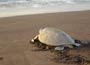 Sonderangebote Hotels: Tortuguero National Park