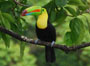 Regenwald am Rio San Carlos - Tukan