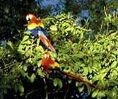 Corcovado, Costa Rica: Rote Aras