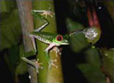 Costa Rica: Esquinas Regenwald der Österreicher