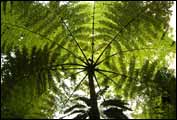 Costa Rica: Skywalk, Monteverde