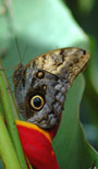 Costa Rica Mietwagenreisen - Sonderangebot der Nebensaison