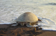 Costa Rica: Nationalpark Tortuguero