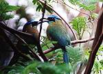 Costa Rica Vögel - Bobos