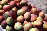 Costa Rica - Mangos