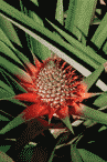 Costa Rica - Ananaspflanze
