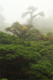 Regenwald der Kinder, Monteverde, Costa Rica