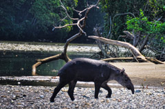 Corcovado Nationalpark - Tapir