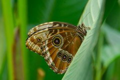 INBioparque, Heredia, Costa Rica