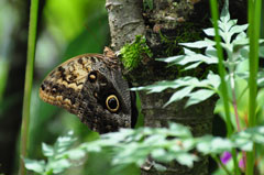 La Marta Wildschutzgebiet, Costa Rica