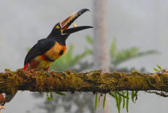 Los Cusingos Tukan Pteroglossus frantzii