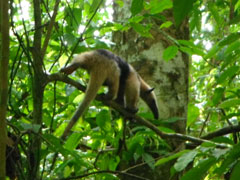 The Nature Conservancy - Halbinsel Osa / Corcovado