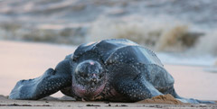 Lederschildkröte, Costa Rica