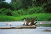 Pachira Lodge: Nature