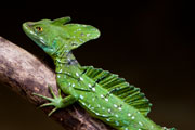 Costa Rica: Nationalpark Tortuguero